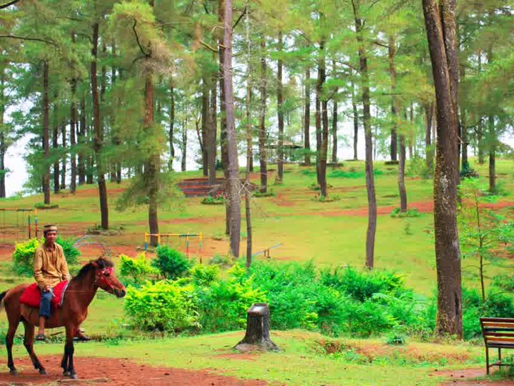 Hutan Pinus
