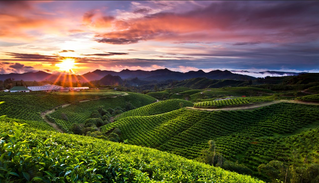 Malino Highlands